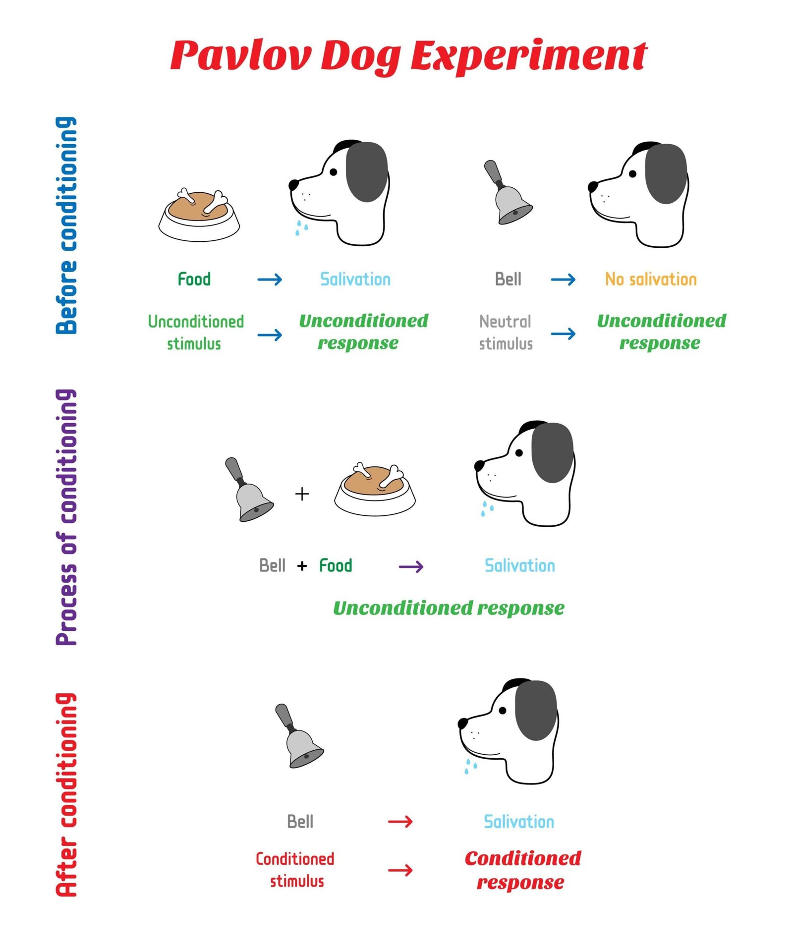 NLP Anchoring for Animal scaled